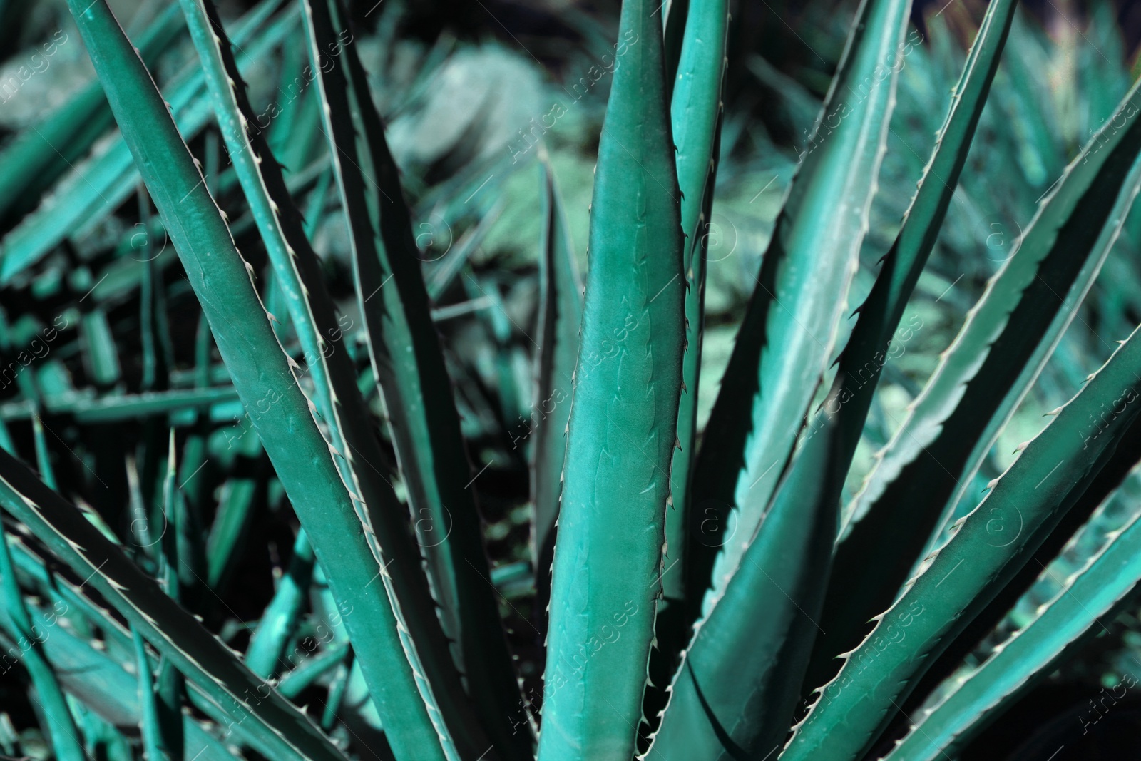 Photo of Closeup view of beautiful Agave plant growing outdoors