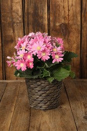 Photo of Beautiful pink cineraria plant in flower pot on wooden table