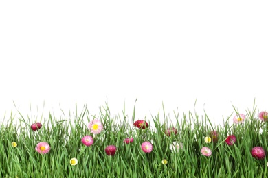 Vibrant green grass with beautiful flowers on white background