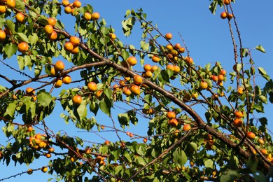 Photo of Branches with delicious ripe apricots on tree against sky