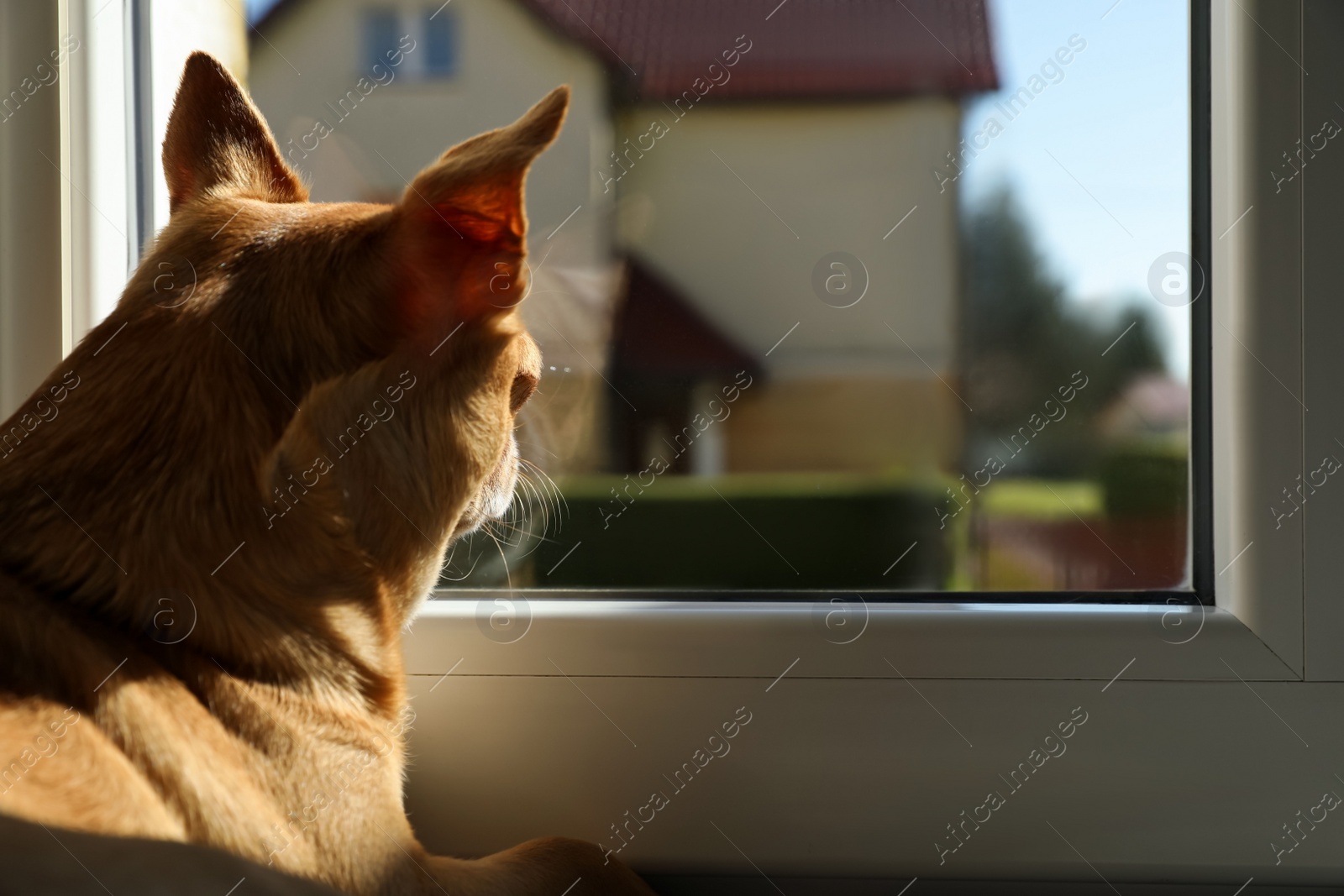 Photo of Alone small chihuahua dog near window indoors