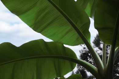 Banana plant with beautiful green leaves outdoors, low angle view. Tropical vegetation