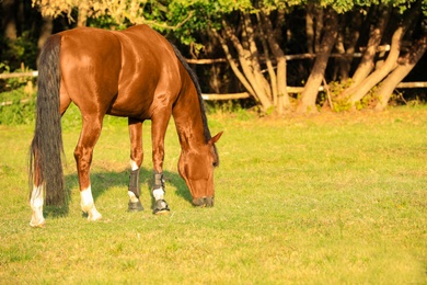 Photo of Beautiful chestnut horse grazing on green pasture