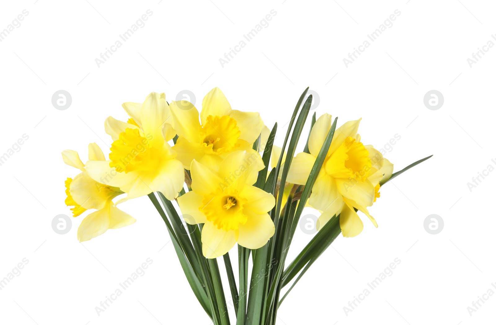 Photo of Bouquet of daffodils on white background. Fresh spring flowers