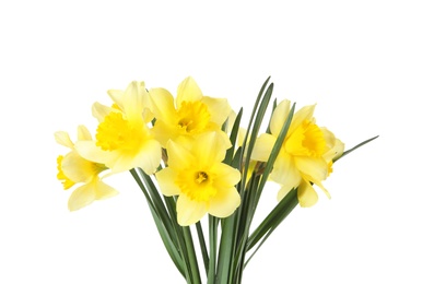 Photo of Bouquet of daffodils on white background. Fresh spring flowers