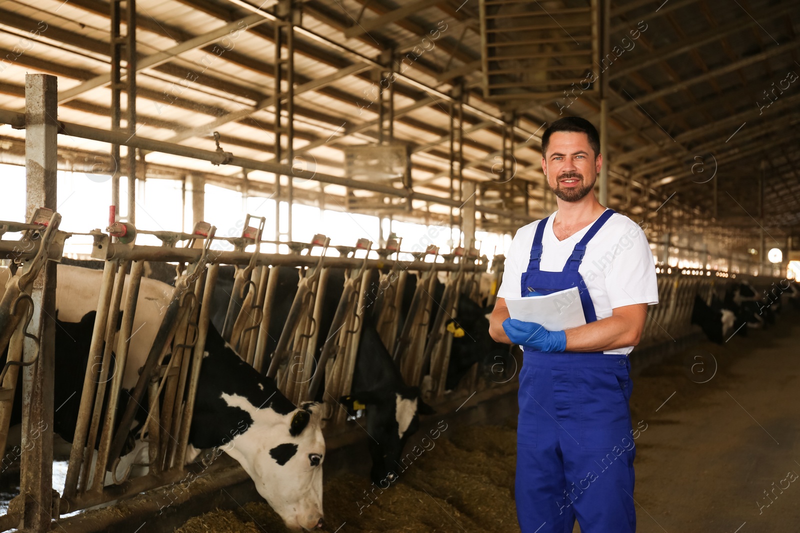 Photo of Worker with notes in cowshed on farm. Animal husbandry