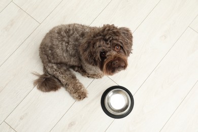 Photo of Cute Maltipoo dog and his bowl on floor, above view. Lovely pet