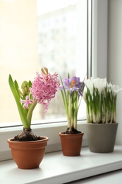 Different flowers growing in ceramic pots on window sill