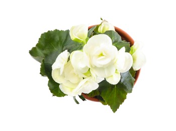 Beautiful blooming pelargonium flower in pot on white background, top view