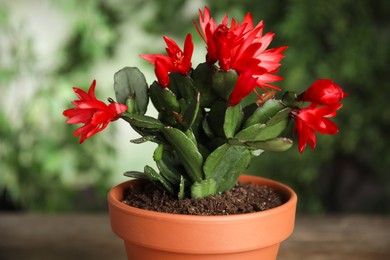 Photo of Beautiful blooming Schlumbergera (Christmas or Thanksgiving cactus) in pot against blurred green background, closeup