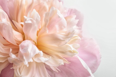 Photo of Beautiful fragrant peony flower, closeup