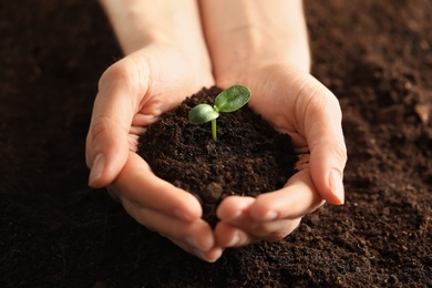 Photo of Woman holding young green seedling in soil, closeup