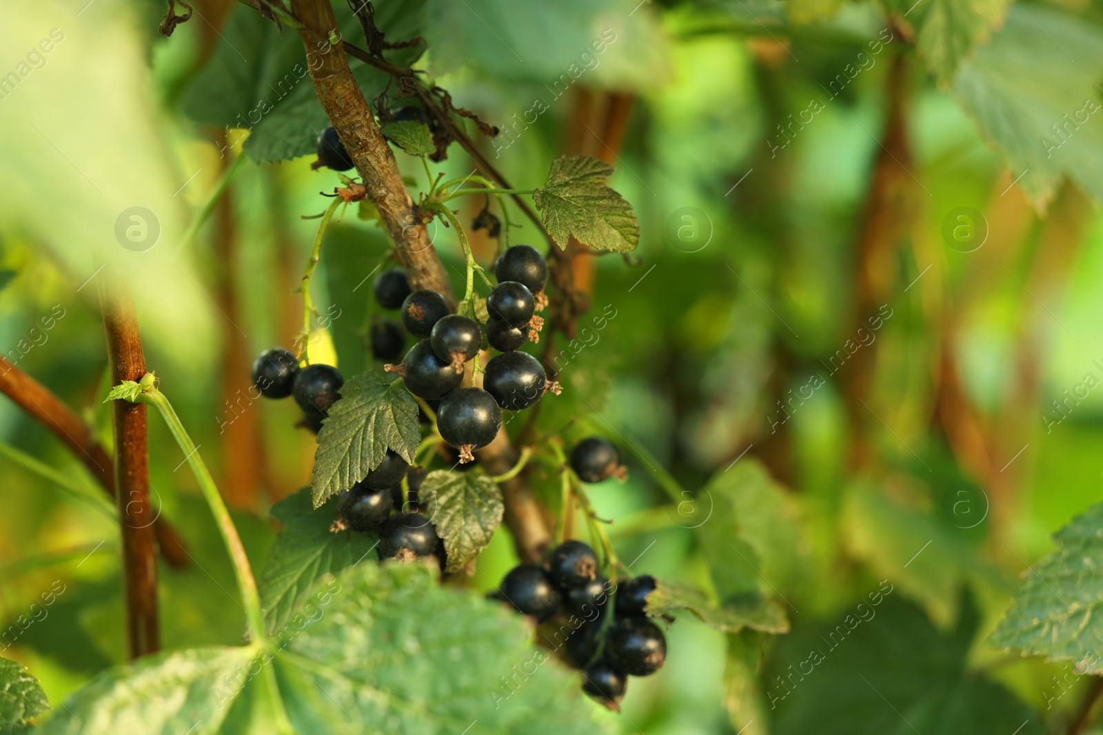 Photo of Ripe blackcurrants growing on bush outdoors, closeup