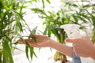 Photo of Woman spraying leaves of house plants indoors, closeup