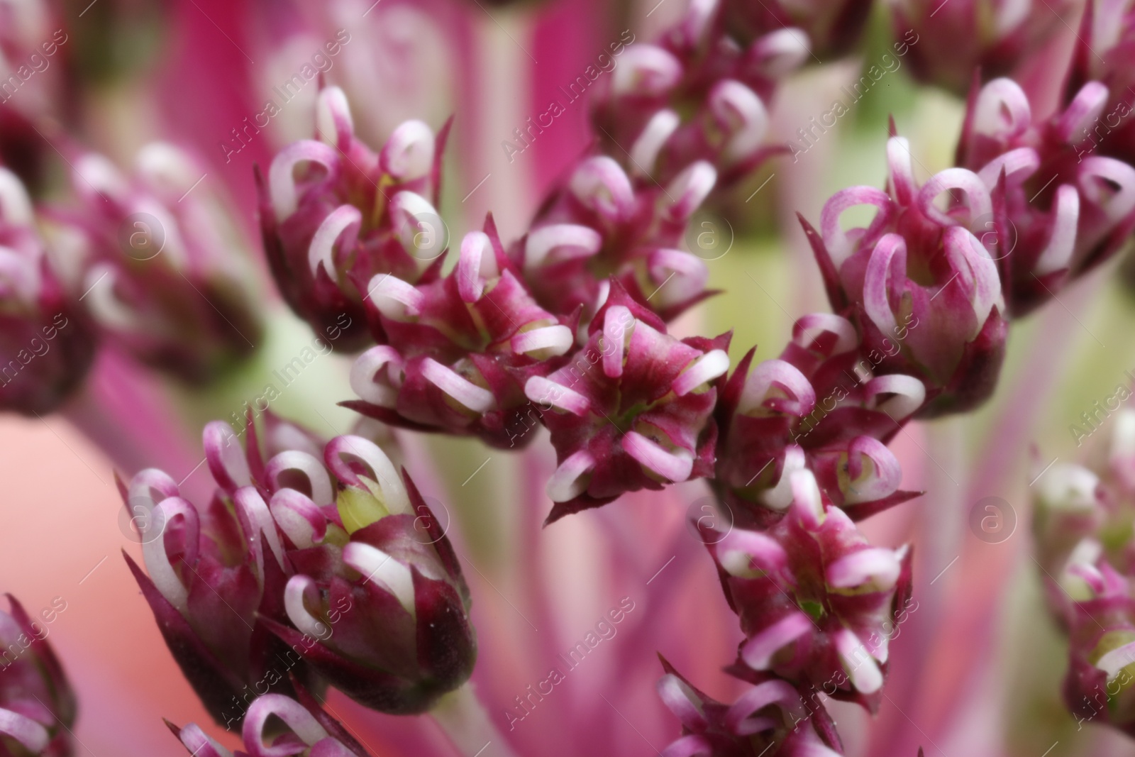 Photo of Macro photo of beautiful pink flowers on blurred background