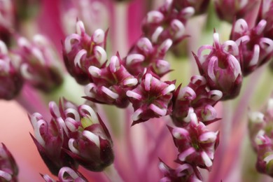 Macro photo of beautiful pink flowers on blurred background