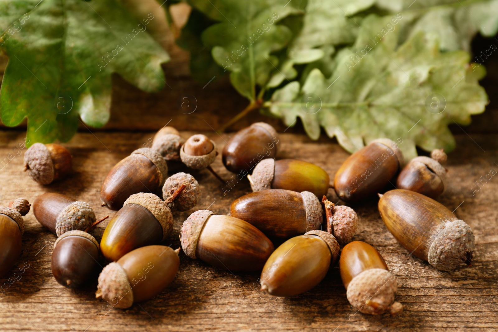 Photo of Acorns and green oak leaves on wooden table, closeup