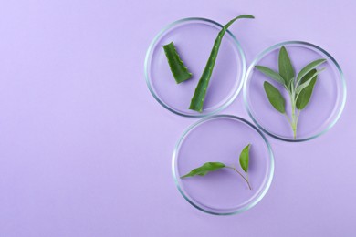 Photo of Flat lay composition with Petri dishes and plants on violet background. Space for text