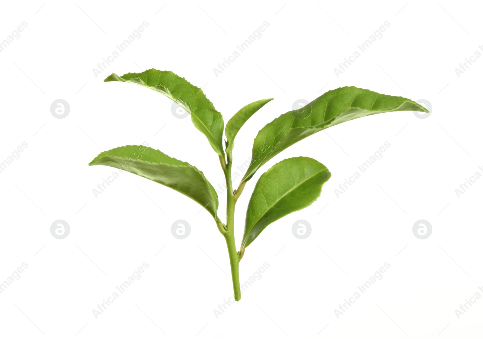 Photo of Twig with green tea leaves isolated on white