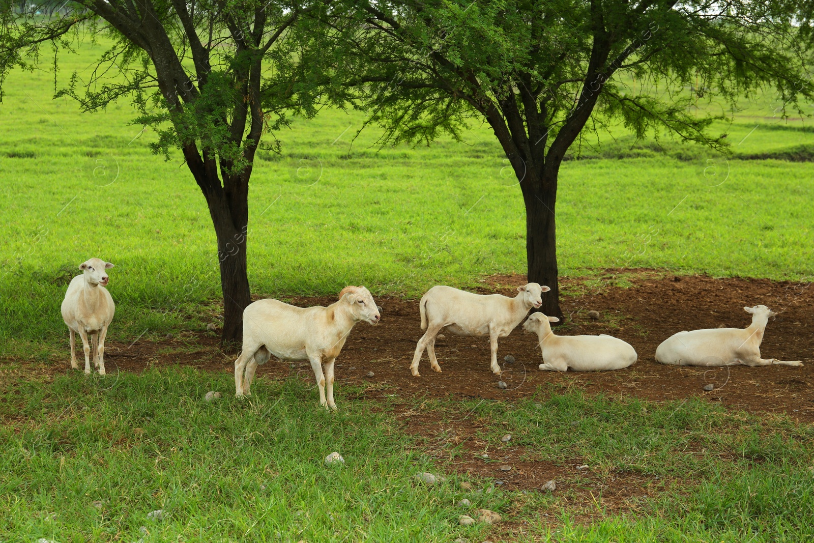 Photo of Beautiful white sheep on green grass in safari park