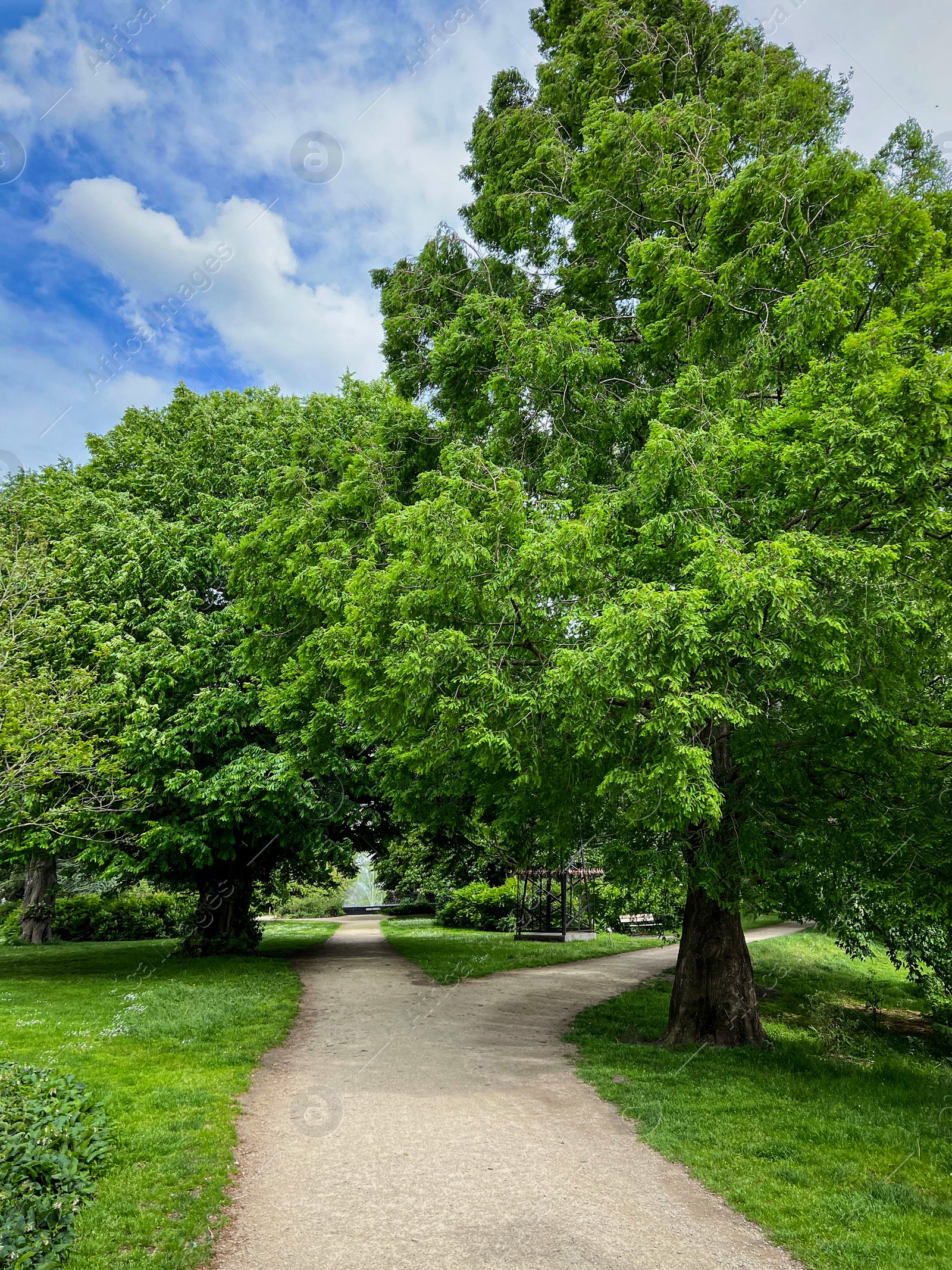 Photo of Beautiful view of green park with trees on sunny day