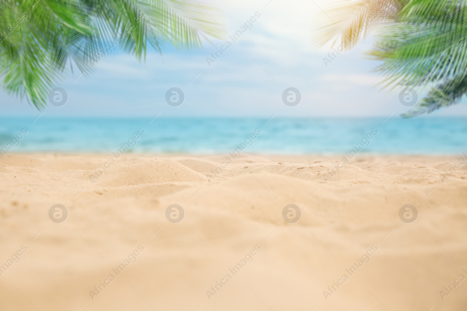 Image of Sandy beach with palms near ocean on sunny day