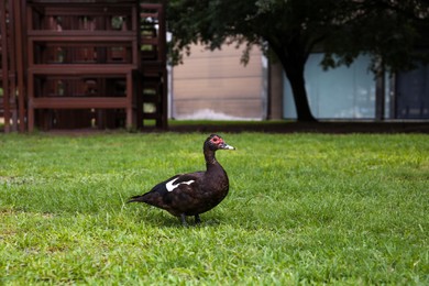 Photo of One black Muscovy duck on green lawn