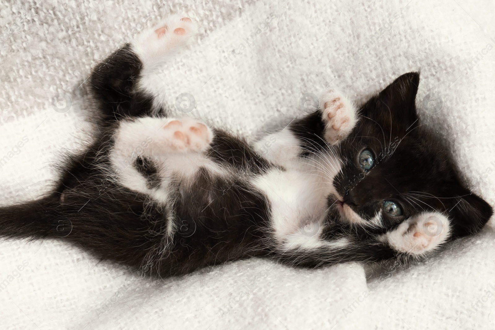 Photo of Cute baby kitten lying on cozy blanket, top view