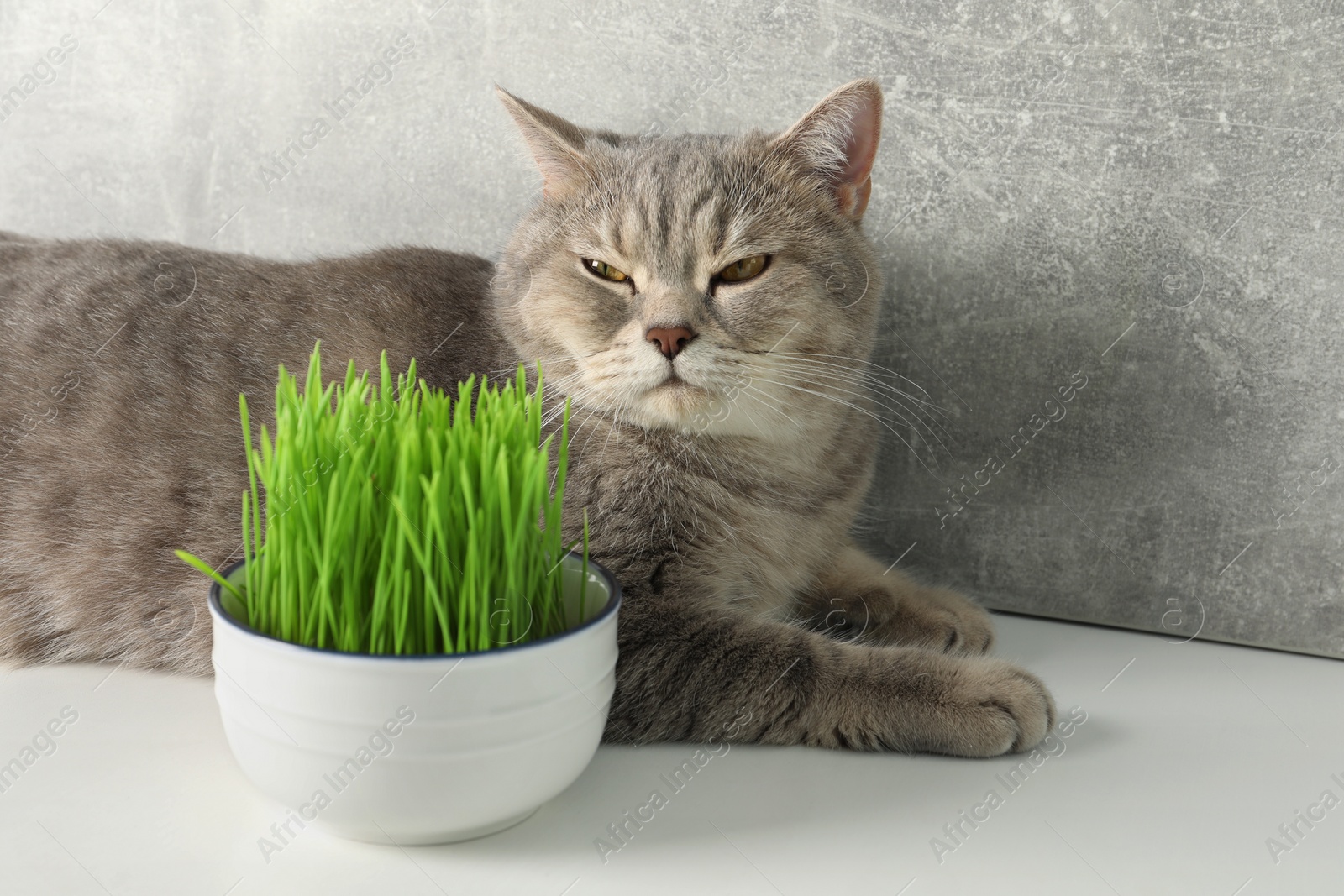 Photo of Cute cat near fresh green grass on white surface