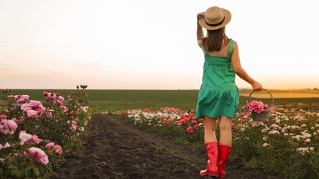 Photo of Woman with basket of roses in beautiful blooming field