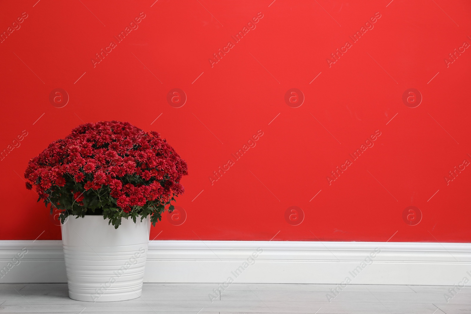 Photo of Pot with beautiful chrysanthemum flowers on floor against red wall. Space for text