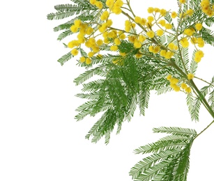 Photo of Beautiful mimosa plant with yellow flowers on white background