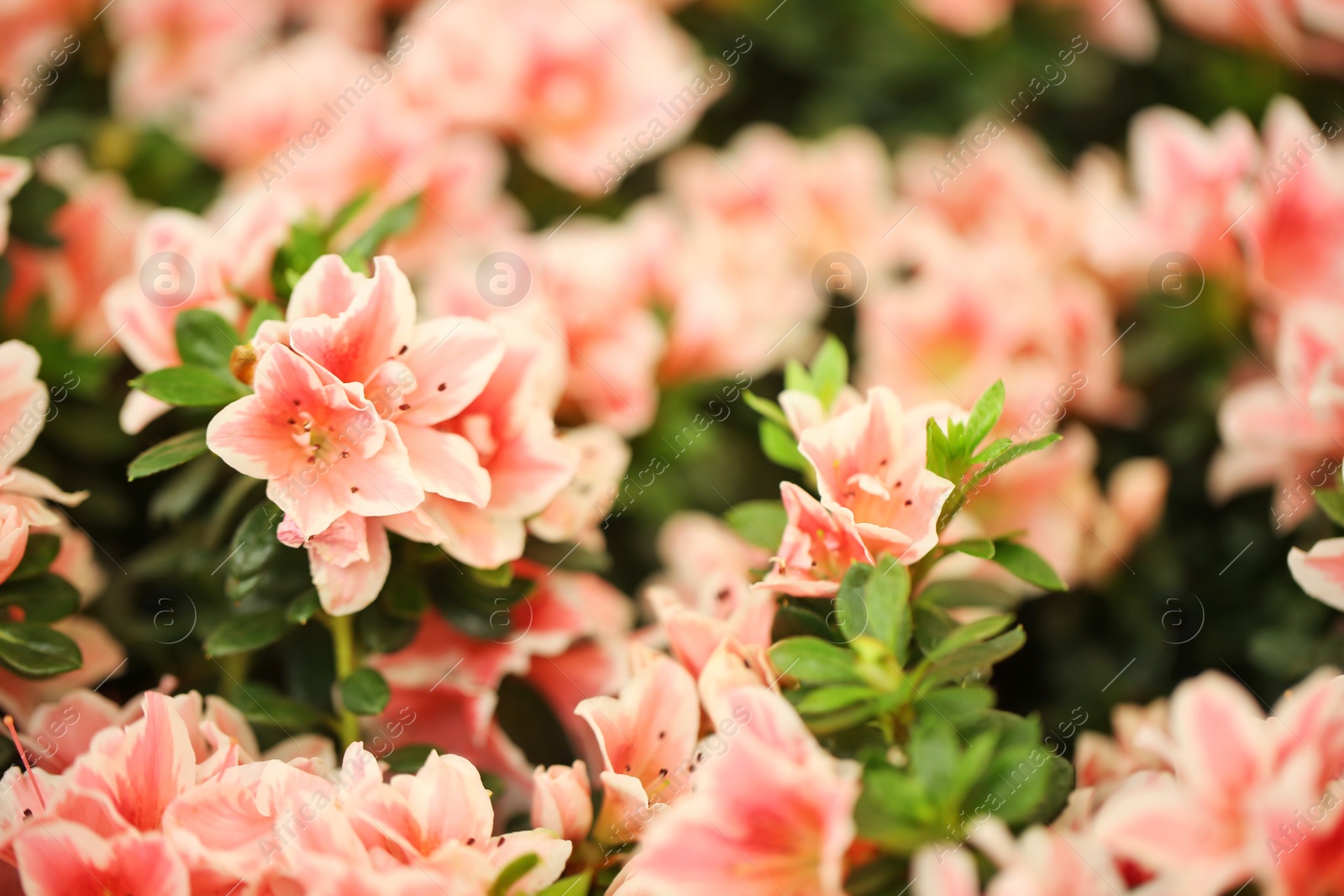 Photo of Beautiful blooming azalea flowers, closeup. Tropical plant