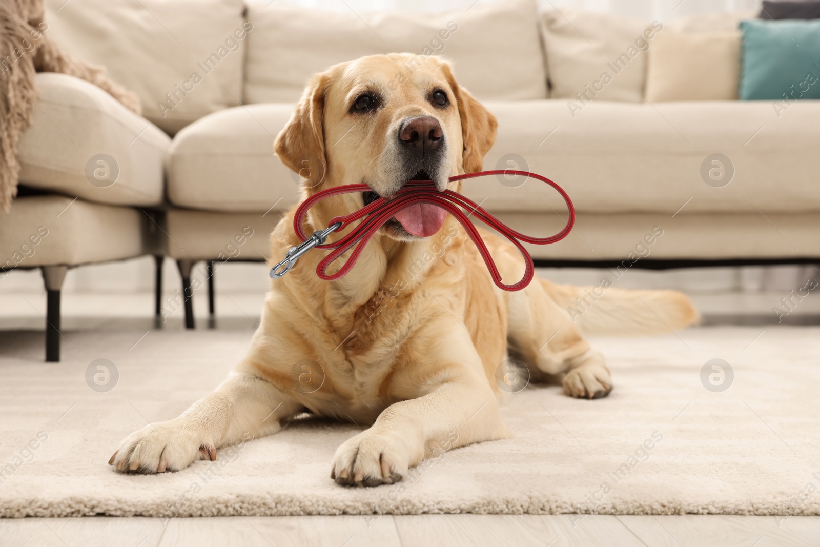 Image of Adorable Labrador Retriever dog holding leash in mouth indoors