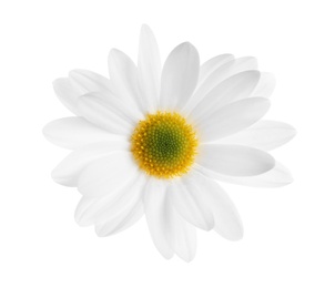 Photo of Beautiful and delicate chamomile flower on white background