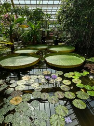 Photo of Pond with Queen Victoria water lilies in botanical garden