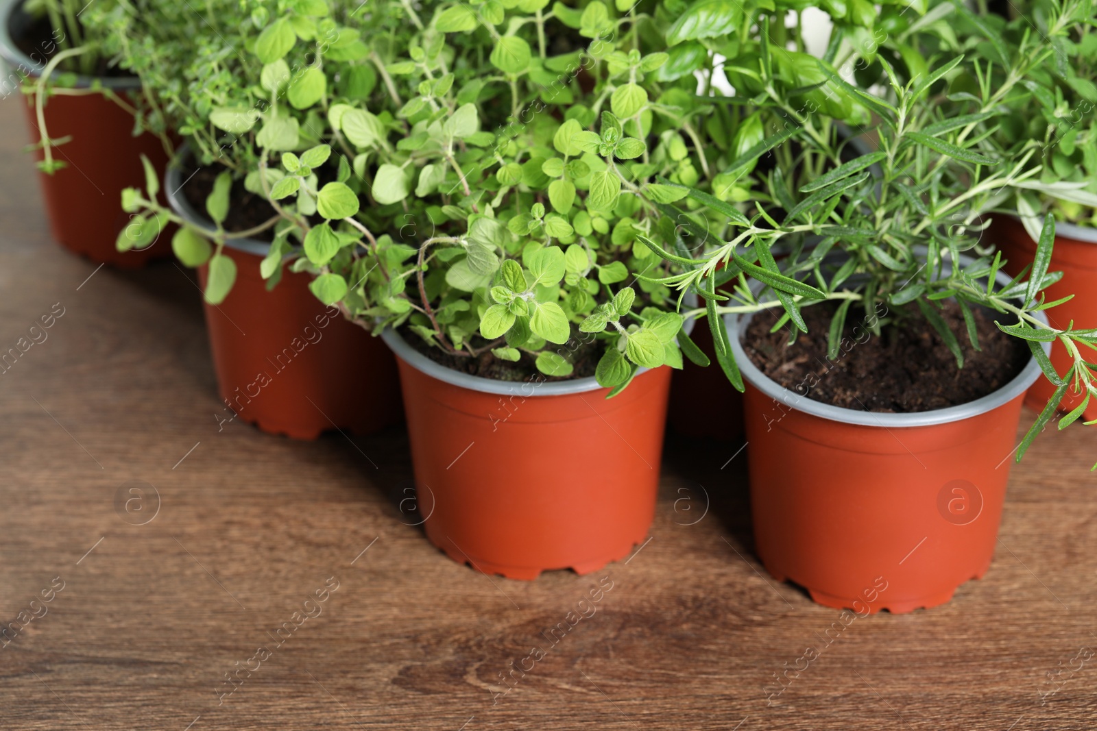 Photo of Different aromatic potted herbs on wooden table, closeup