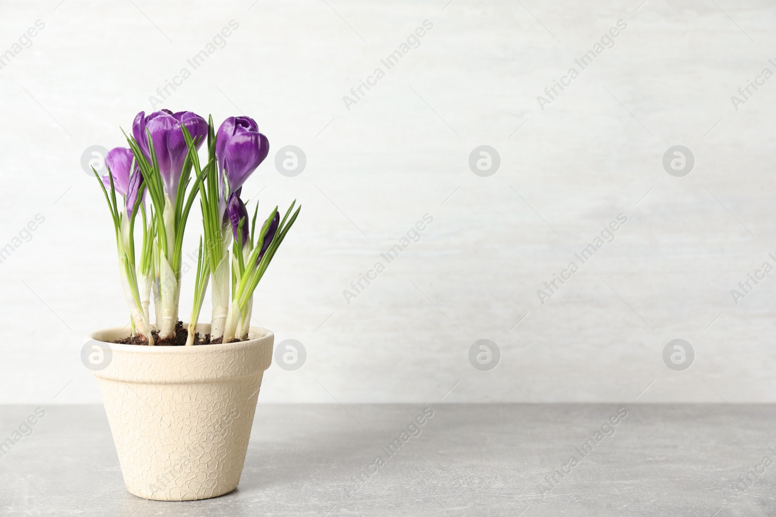 Photo of Beautiful crocuses in flowerpot on light grey stone table. Space for text