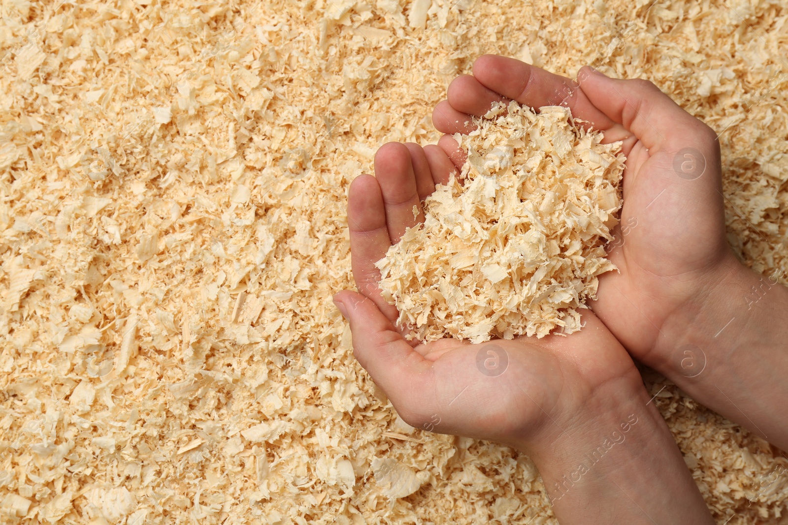 Photo of Woman holding dry natural sawdust, top view