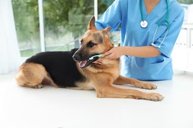 Photo of Doctor cleaning dog's teeth with toothbrush indoors. Pet care