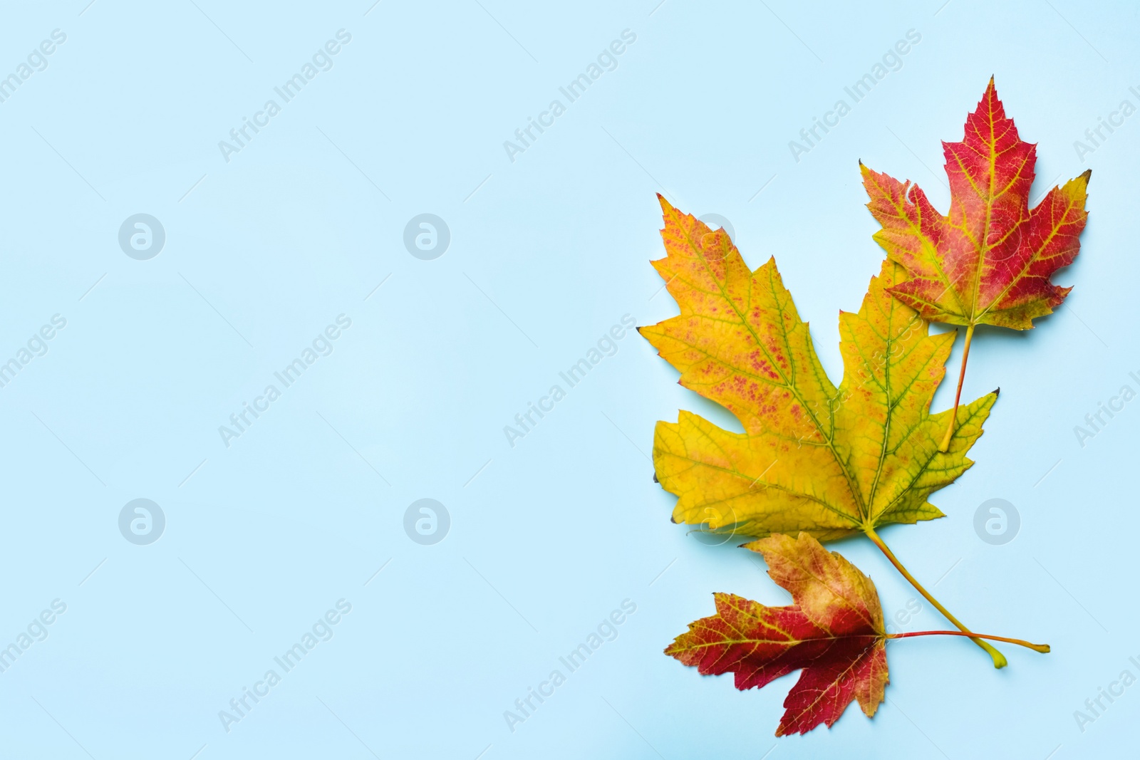 Photo of Colorful autumn leaves on light blue background, flat lay. Space for text