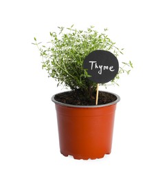 Photo of Aromatic green potted thyme isolated on white