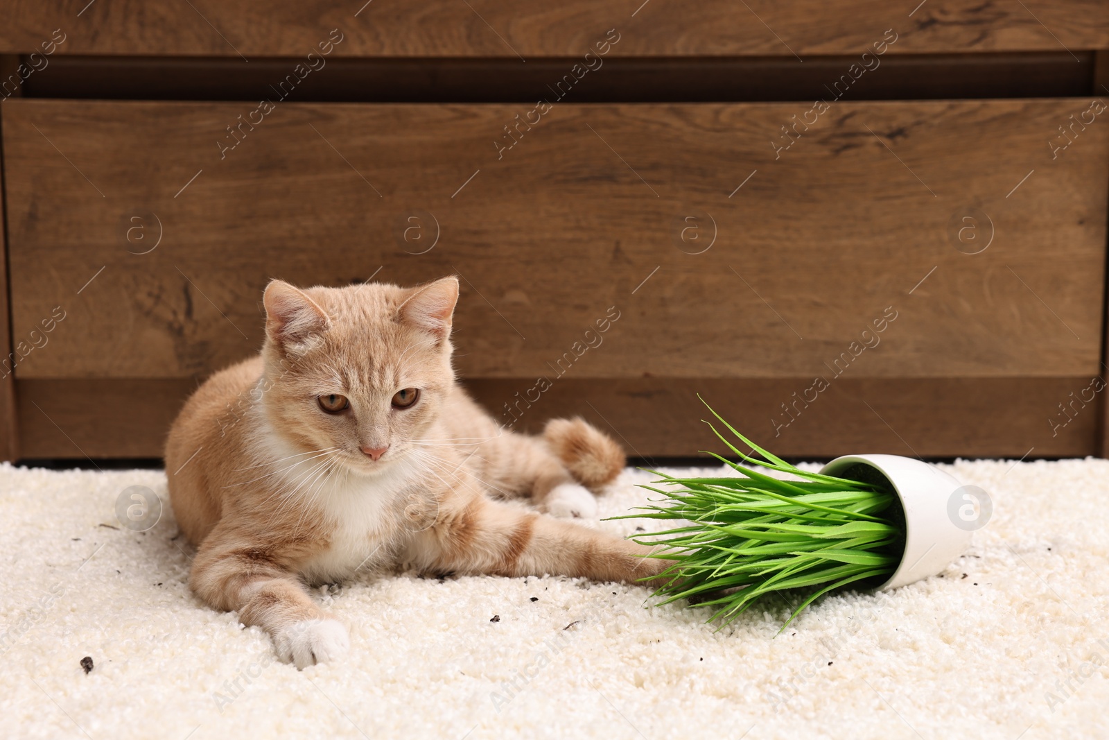 Photo of Cute ginger cat near overturned houseplant on carpet at home