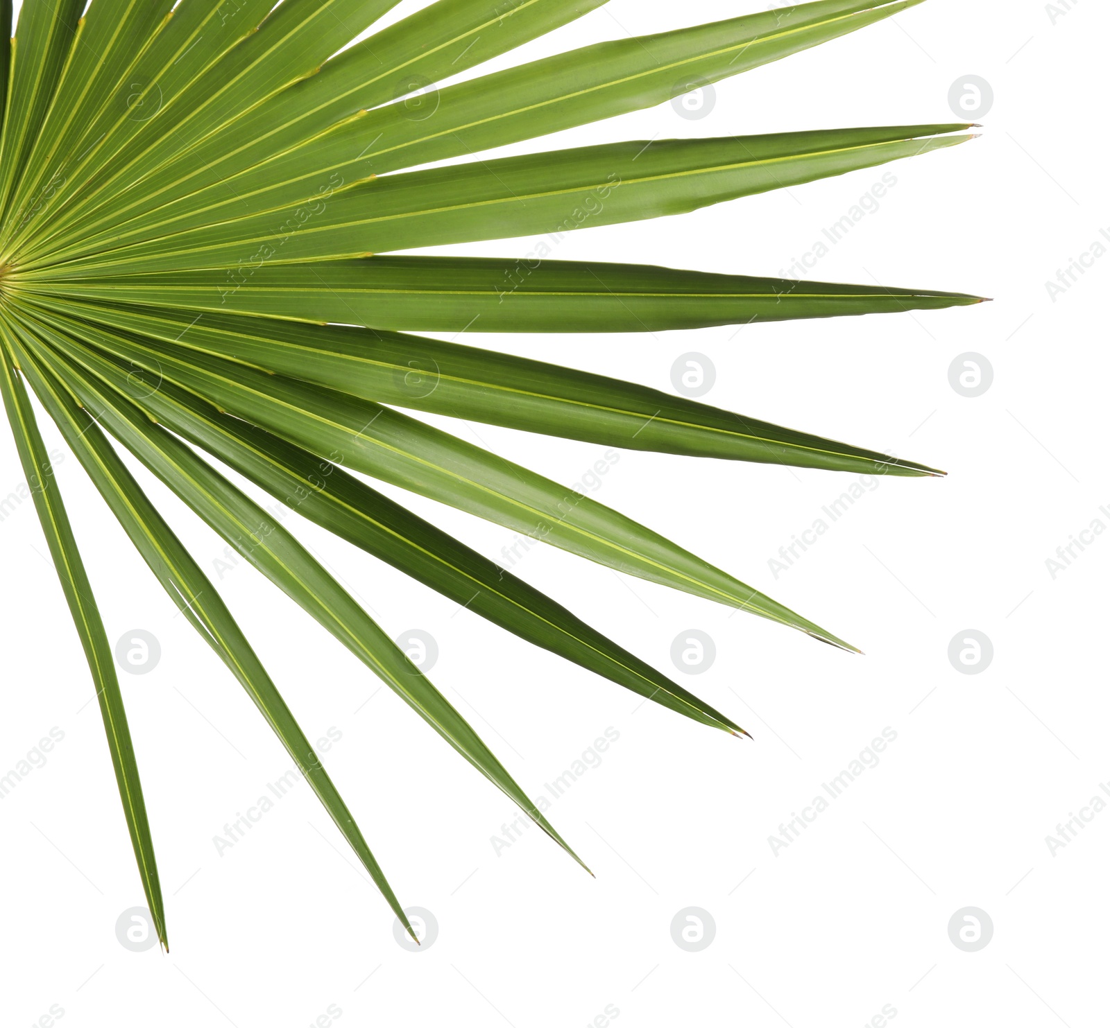 Photo of Fresh green tropical leaf isolated on white