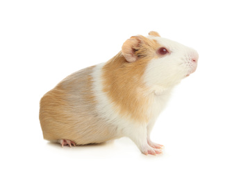 Cute funny guinea pig on white background