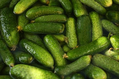 Photo of Many fresh ripe cucumbers in water, closeup