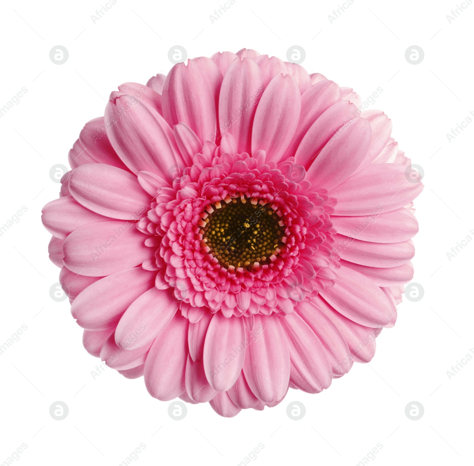 Image of Beautiful pink gerbera flower on white background