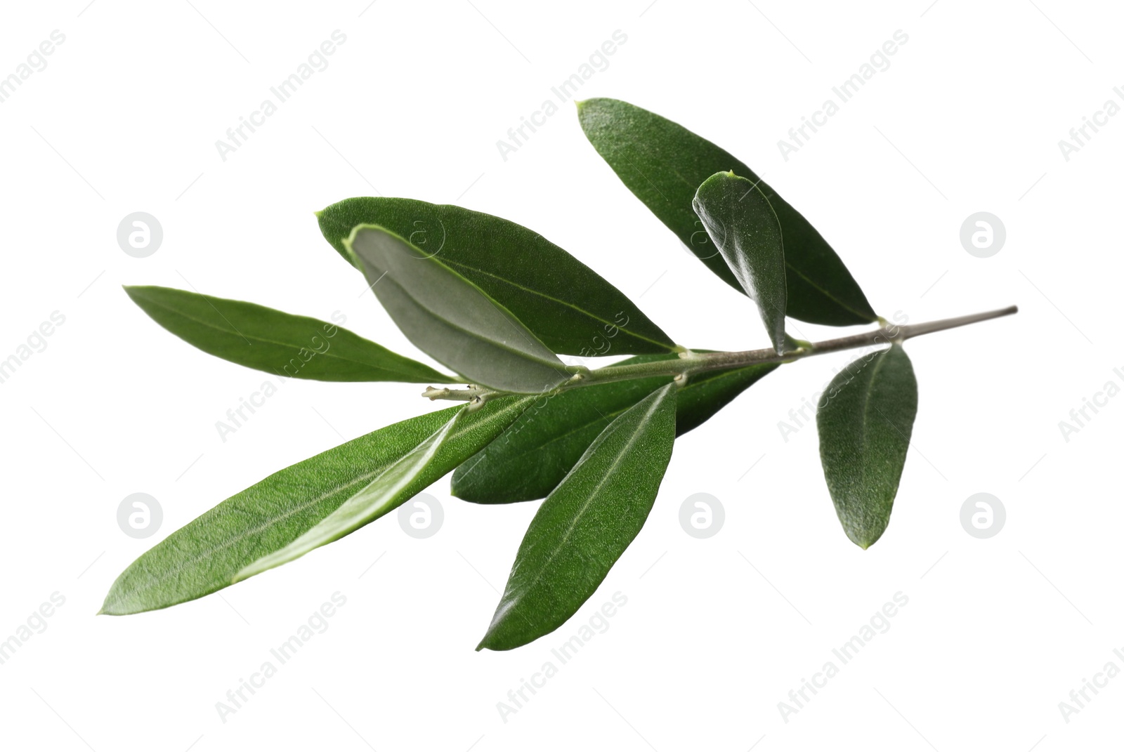 Photo of Olive twig with fresh green leaves on white background