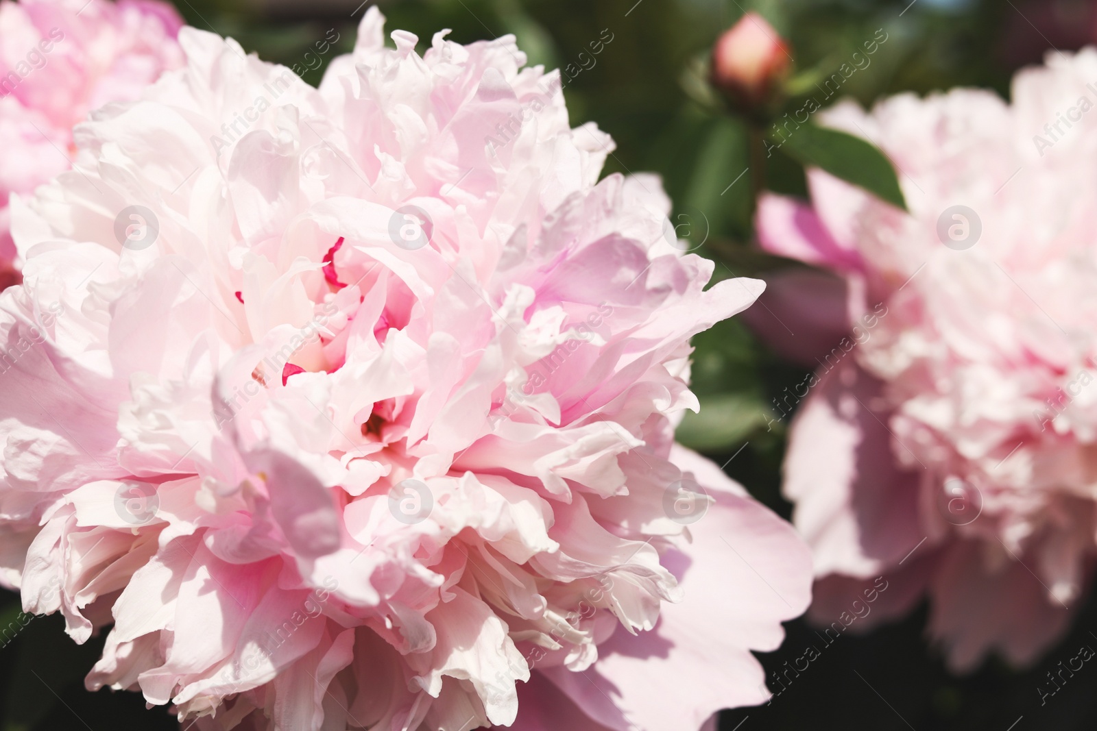 Photo of Wonderful fragrant pink peonies outdoors, closeup view