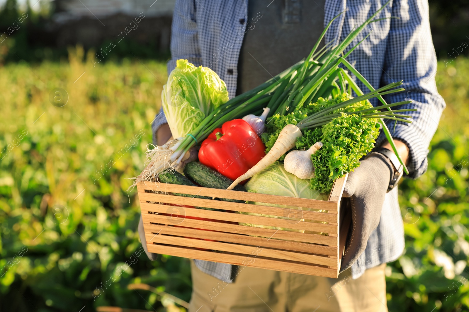 Photo of Man with cratedifferent fresh ripe vegetables on farm, closeup